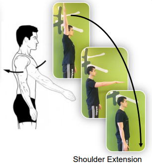 Shoulder Joint KINESIOLOGISTS CA Studio CloverdaleKINESIOLOGISTS CA 